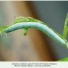 anthocharis cardamines pyatigorsk larva5d